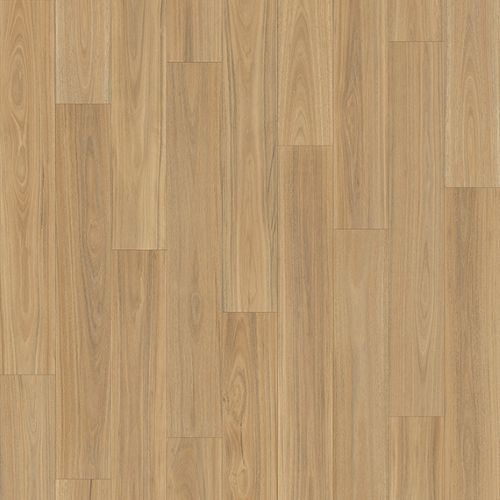 Savannah Blackbutt 607m